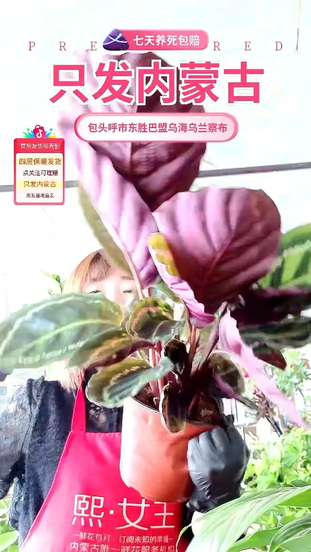 完全开放紫背孔雀竹羽