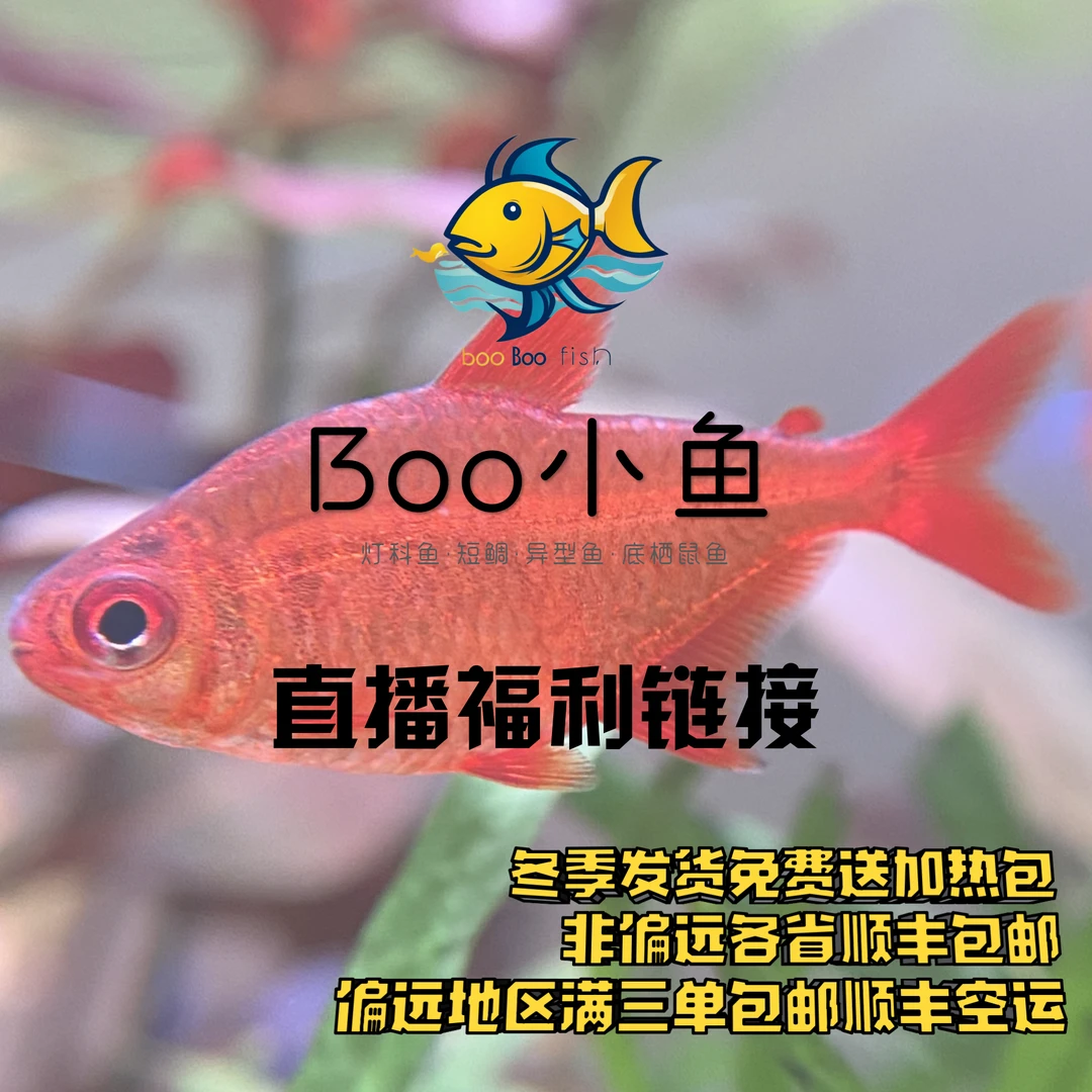 Boom买着乐呵灯鱼组合链接 偏远地区任意三单包顺丰空运