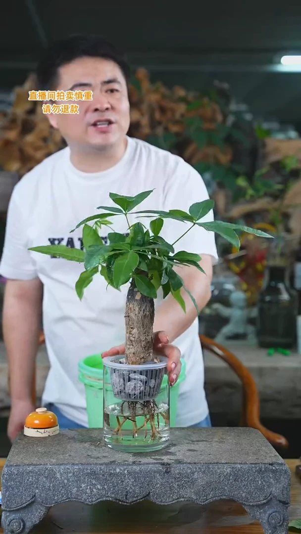 当前无花栽培后可以开花268H发财树T