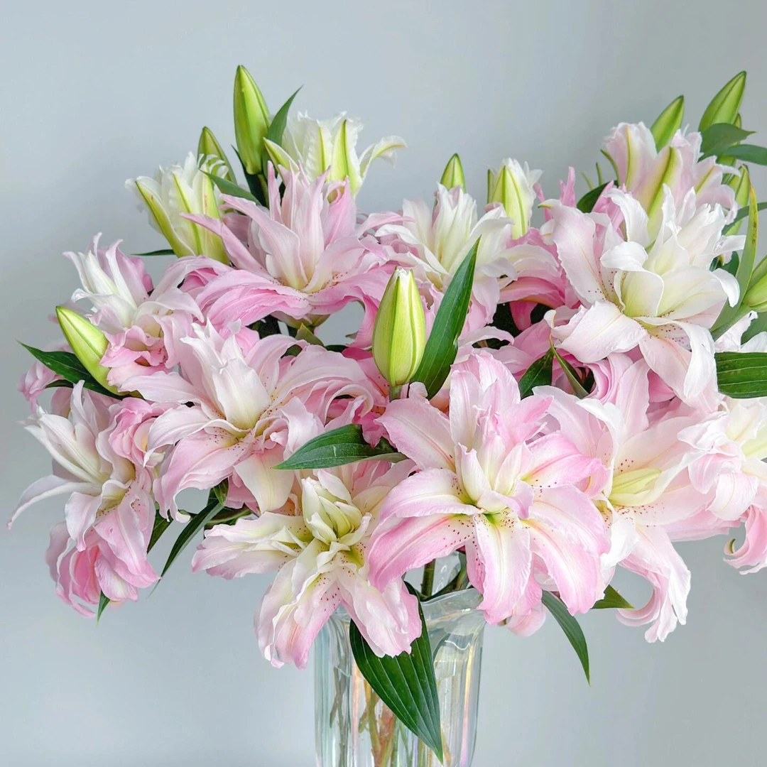 【黛安娜】精选黛安娜重瓣百合花束云南鲜花优质鲜切花水培鲜花