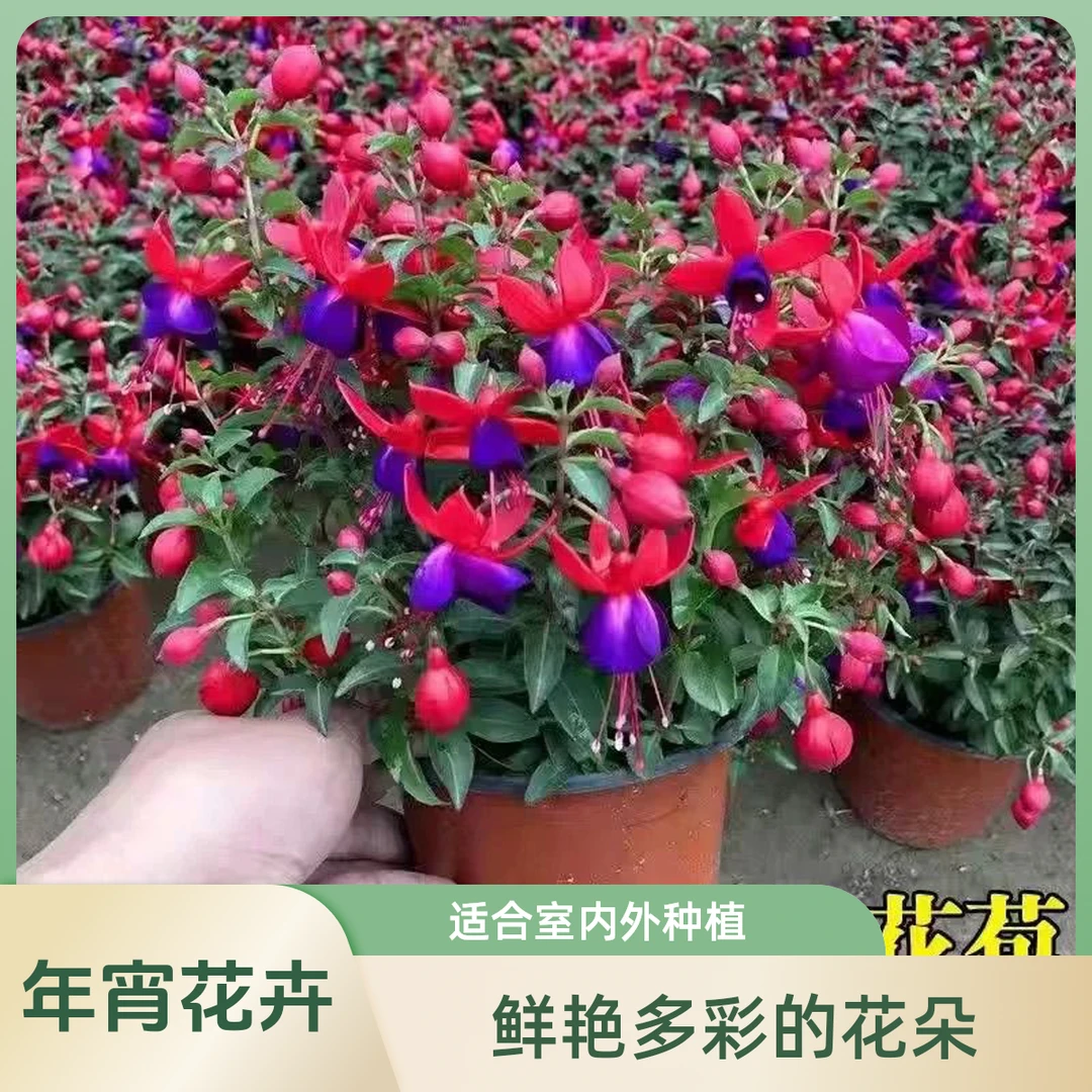 倒挂金钟灯笼花盆栽室内阳台庭院耐寒喜阳四季花花苞易爆盆