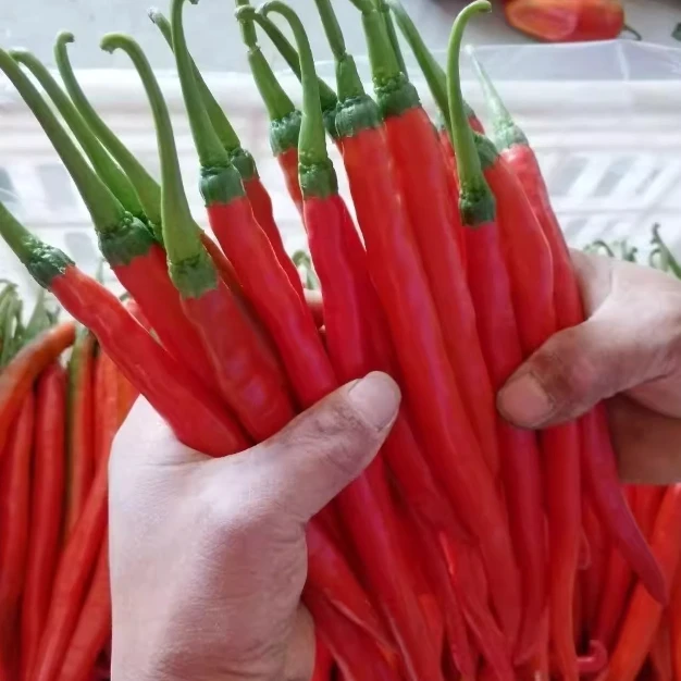 夏书记助农辣椒现摘新鲜软薄皮香酥特辣香脆嫩长