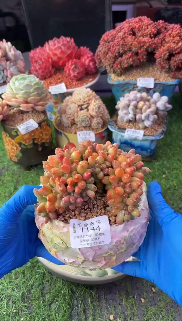 昆明印象多肉1144