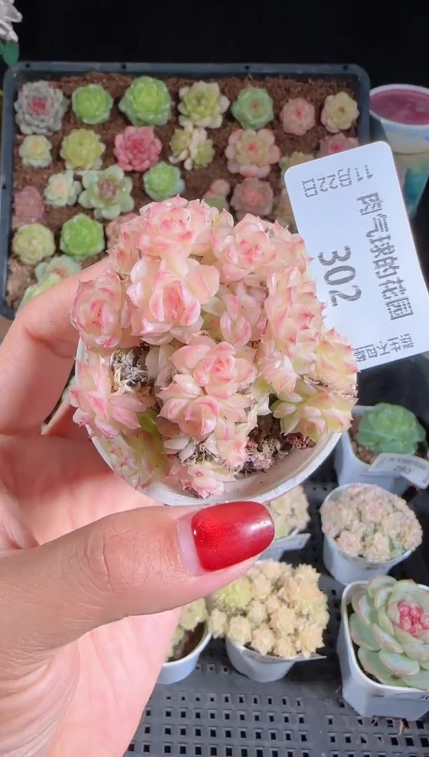 1122-302群生不包整
