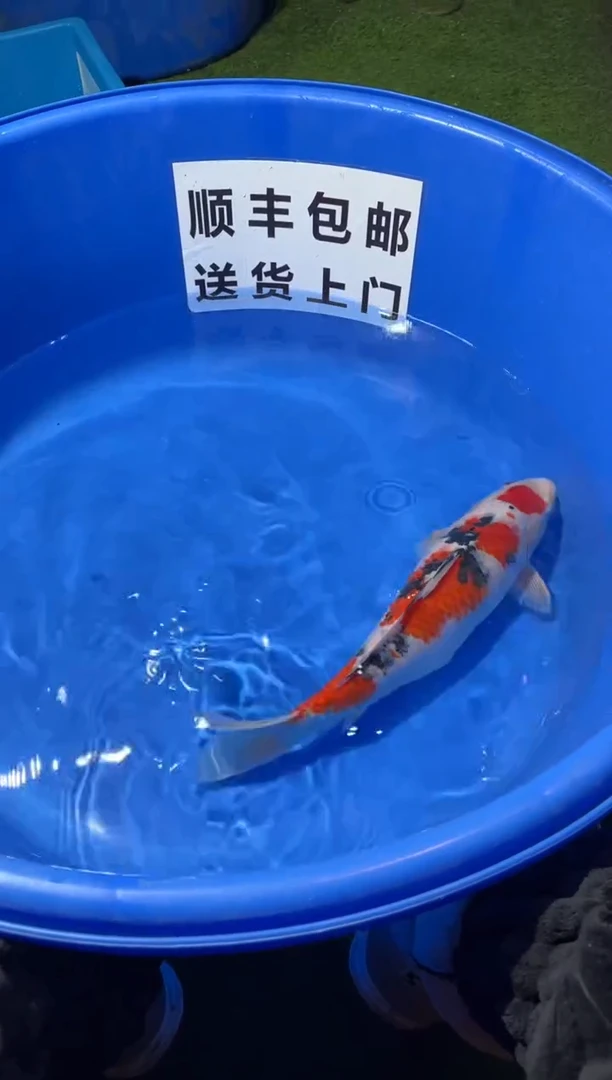 锦鲤精品锦鲤一尾