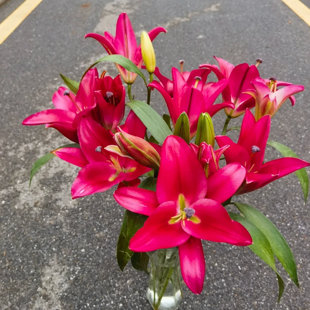 【中国红】20/22香水百合种球种植进口种球四季栽种