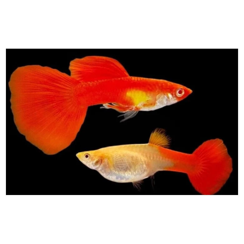 观赏鱼孔雀鱼热带鱼淡水鱼耐活好养繁殖小型鱼