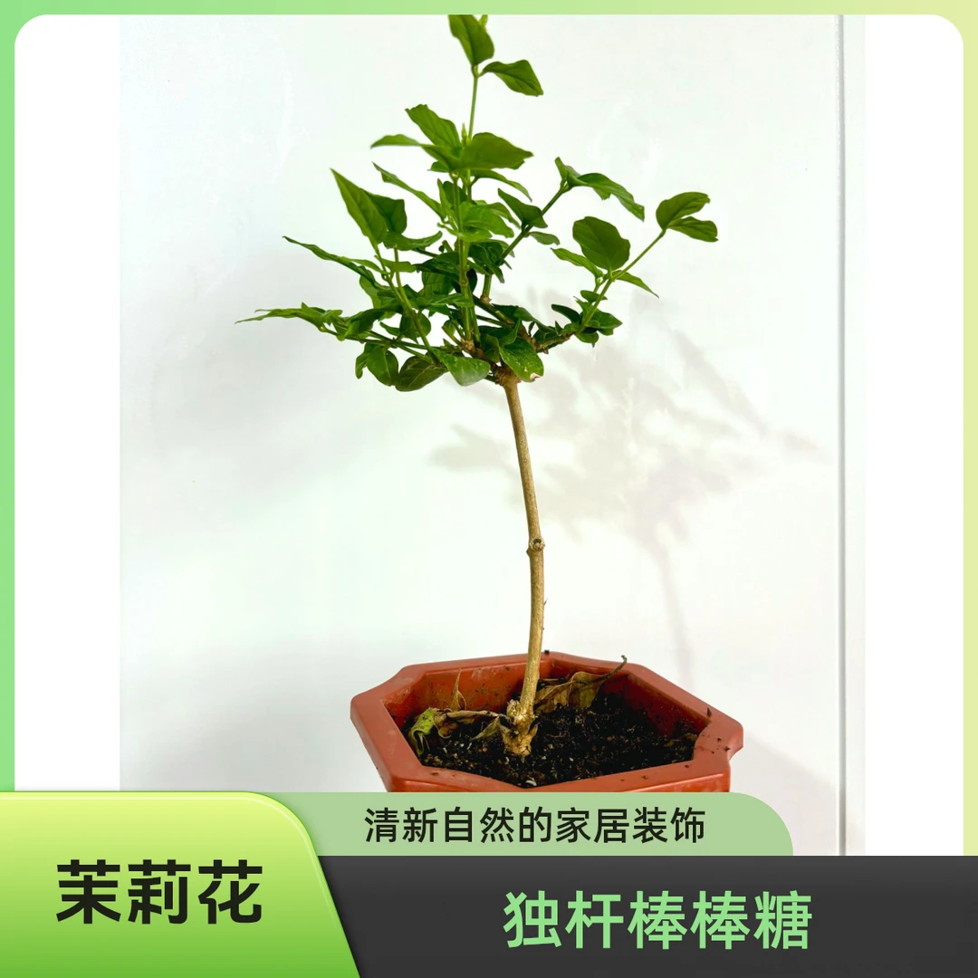 小茉莉一年生笔尖茉莉单瓣独杆棒棒糖绿植盆栽室内阳台花卉耐高温