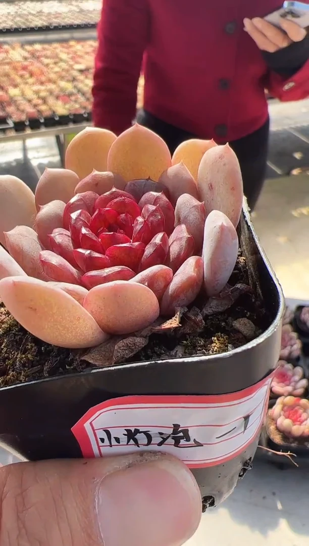 【闪购商品】小灯炮-1