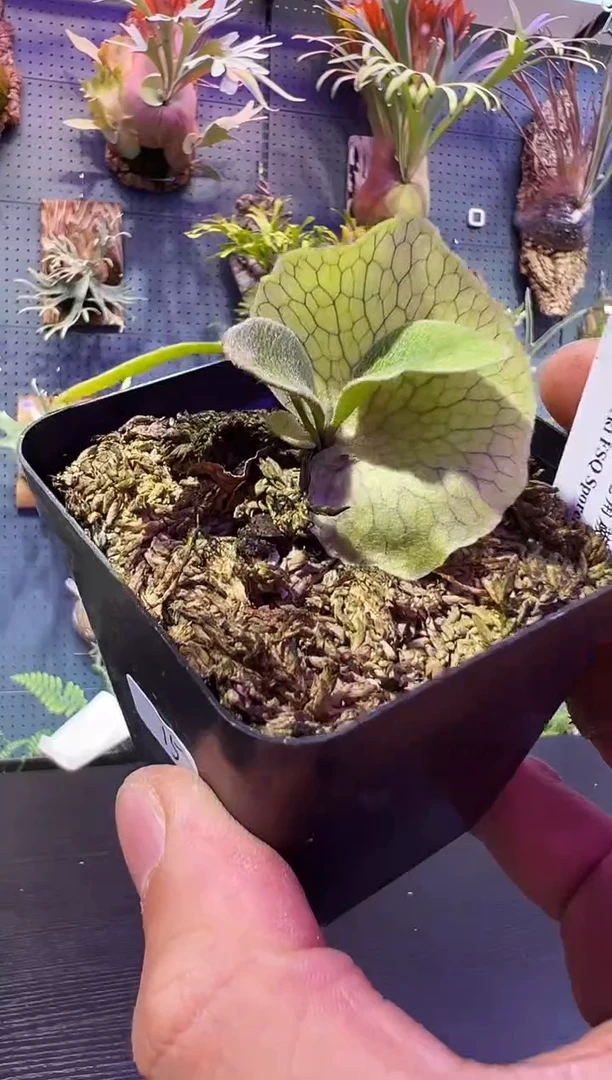 完全开放10.24 杯苗编号15 卷卷