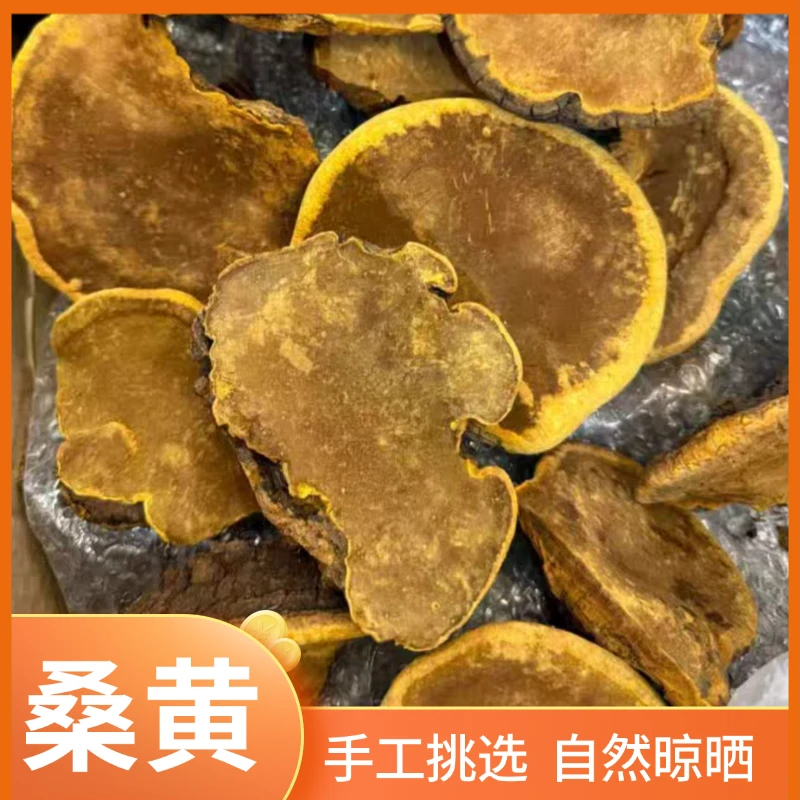 长白山桑黄 深山生长 纹理清晰 净含量500g