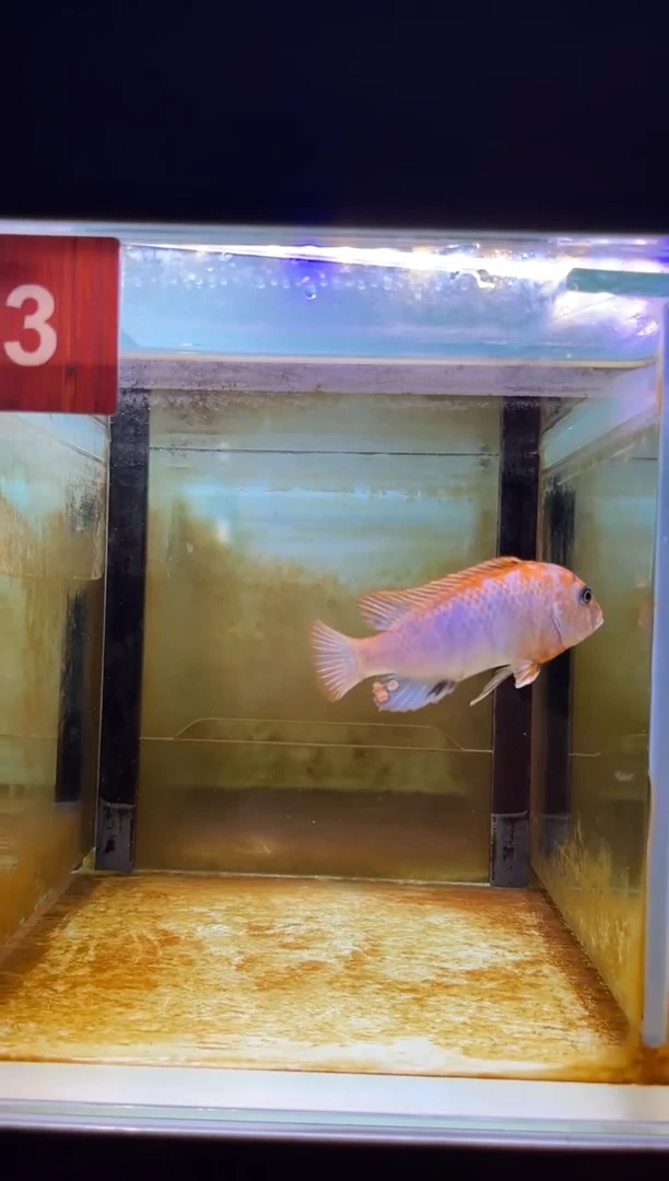 海水鱼三湖慈鲷人工