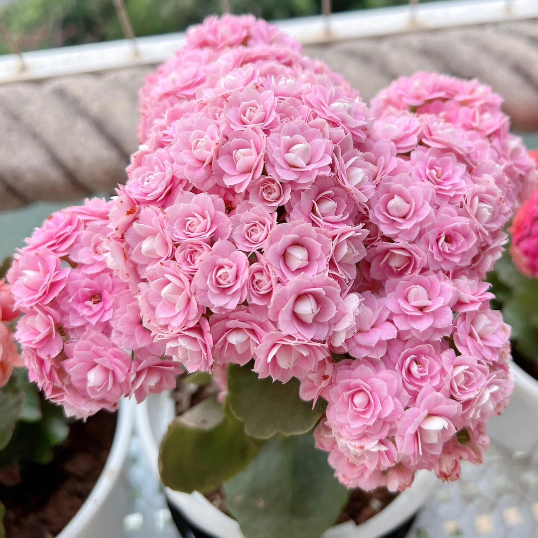 110盆朱丽叶长寿花