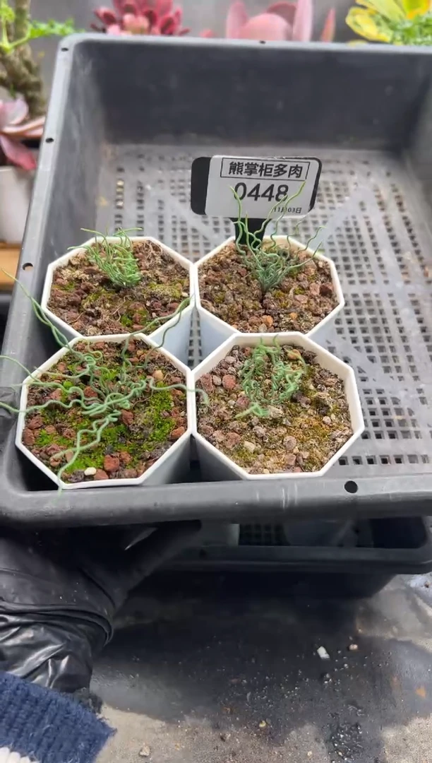 ?**?1108-448-方便面弹簧草带盆土*4