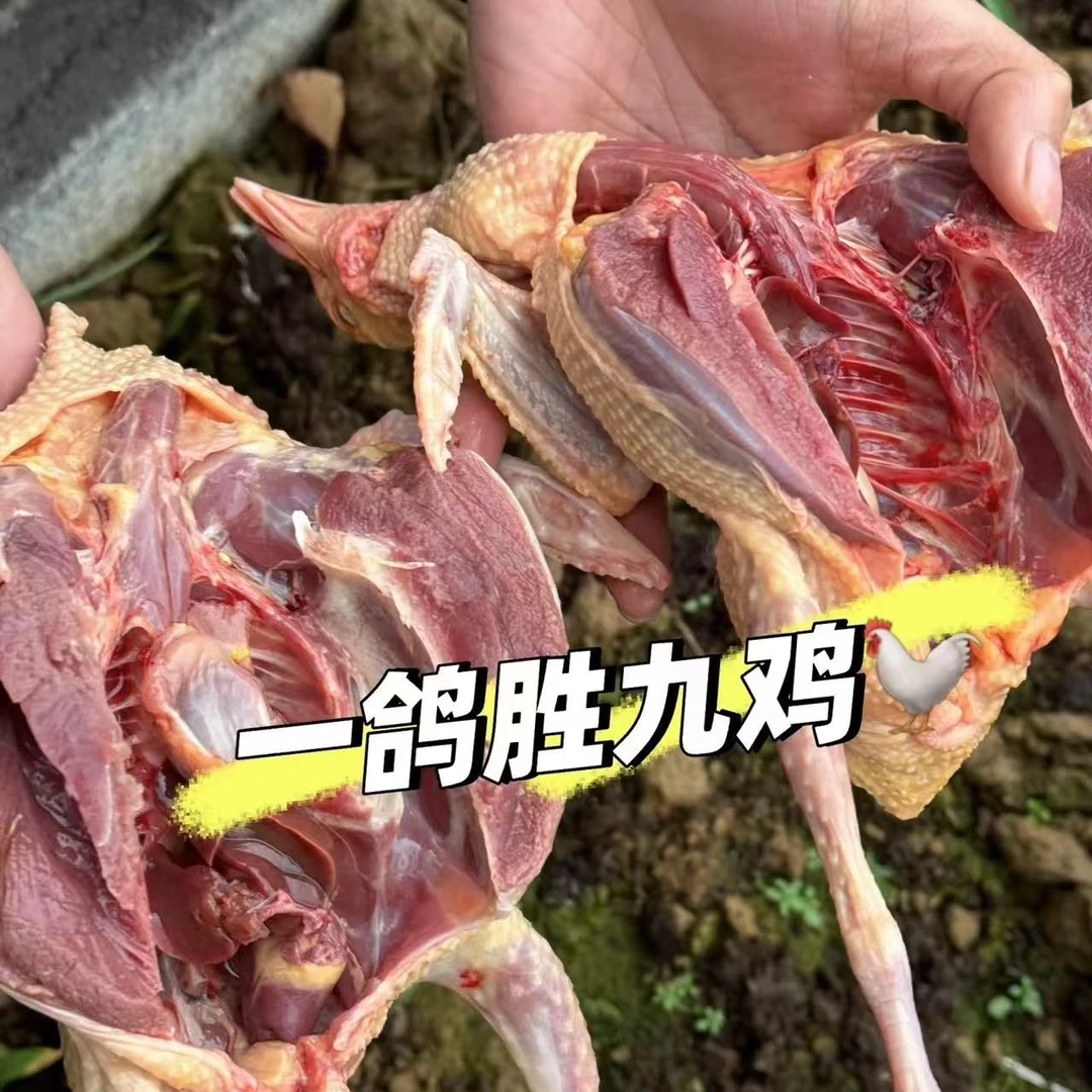 【九儿家1】（买2只送2只）发4只新鲜现杀土鸽子农家散养乳鸽鸽子肉