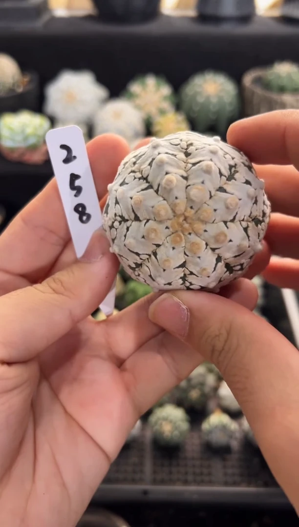 不含盆土实生编码258