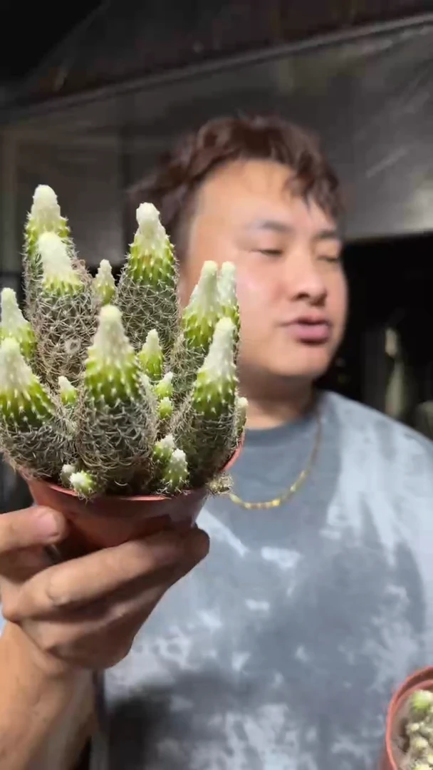 方便面 丽花 徒长