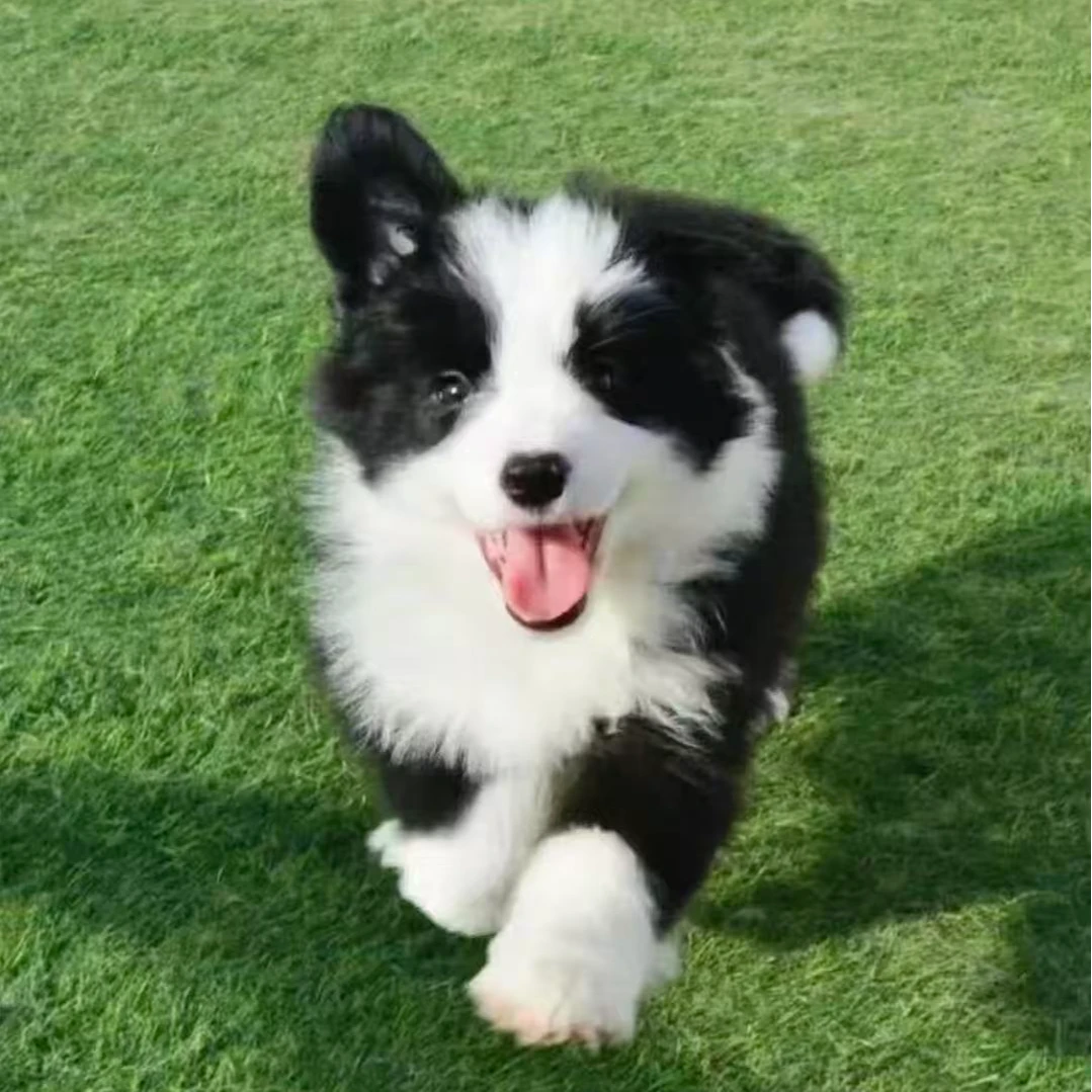 （uck皇家边牧）狗狗活体