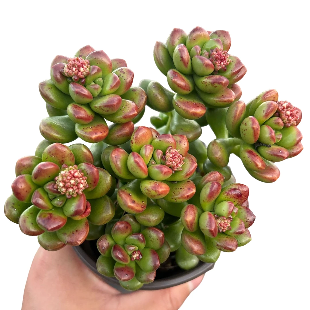 丸叶松绿2盆带盆土 多肉植物室内绿植净化空气