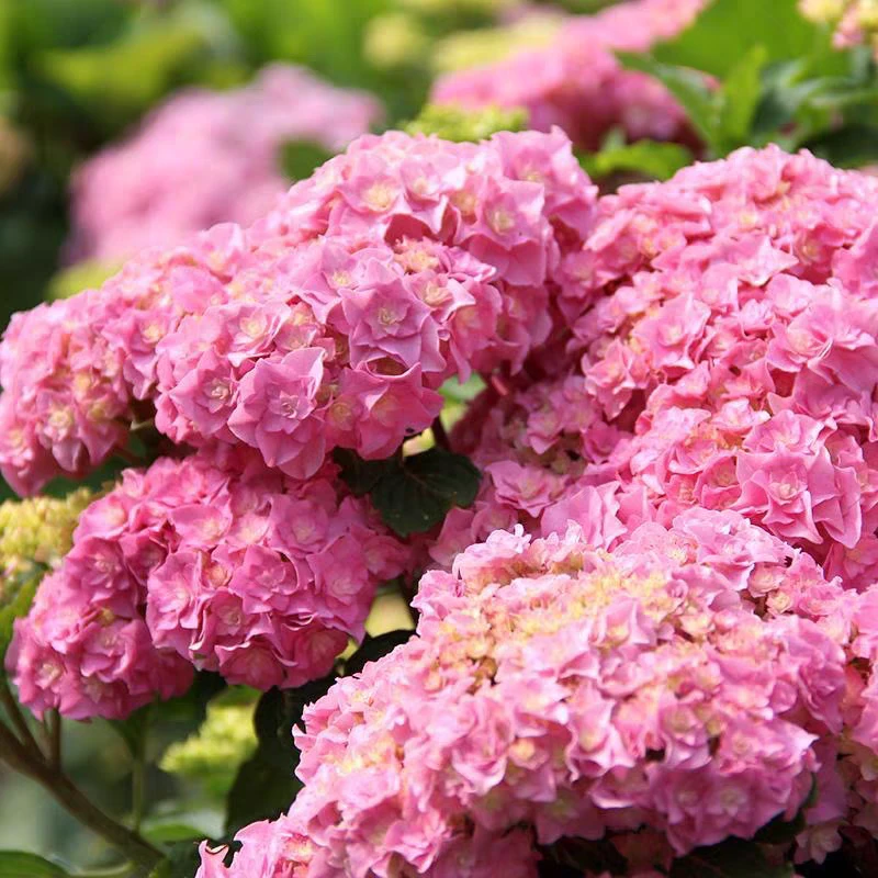 《银河》绣球花苗盆栽庭院直播植物花园装饰四季开花卉