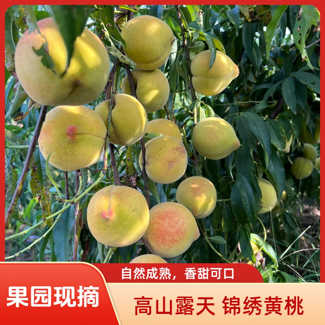 湖南怀化高山现摘露天锦绣黄桃果园直发甜脆好吃当季水果
