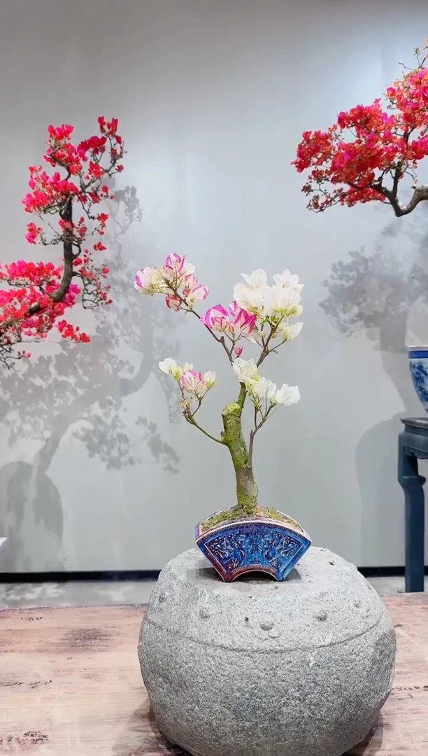 【闪购商品】盆景章红樱三角梅