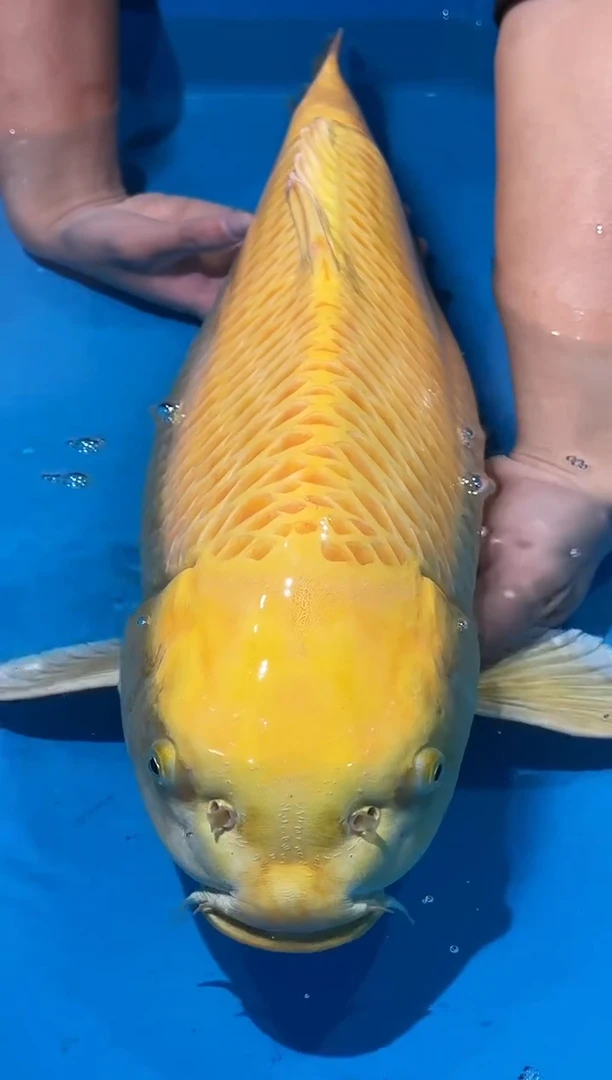 锦鲤佛山金隆锦鲤直播专用闪购链接，不支持7天无理由退货退款