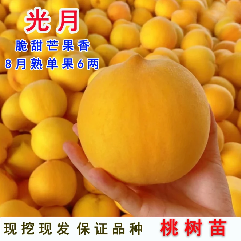 晚熟黄桃树苗嫁接日本光月黄桃苗脆甜庭院盆栽地载果苗南北方种植