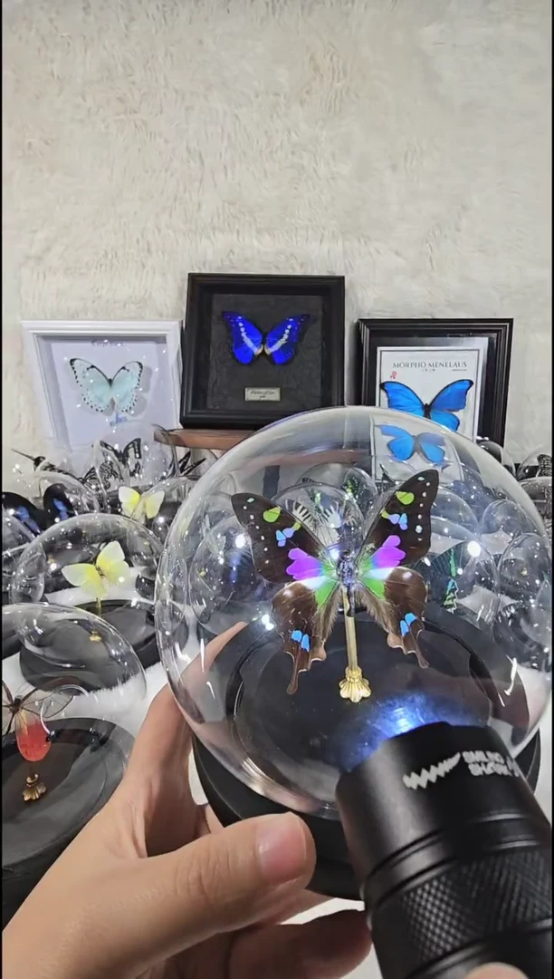 玫瑰清凤水晶球蝴蝶标本