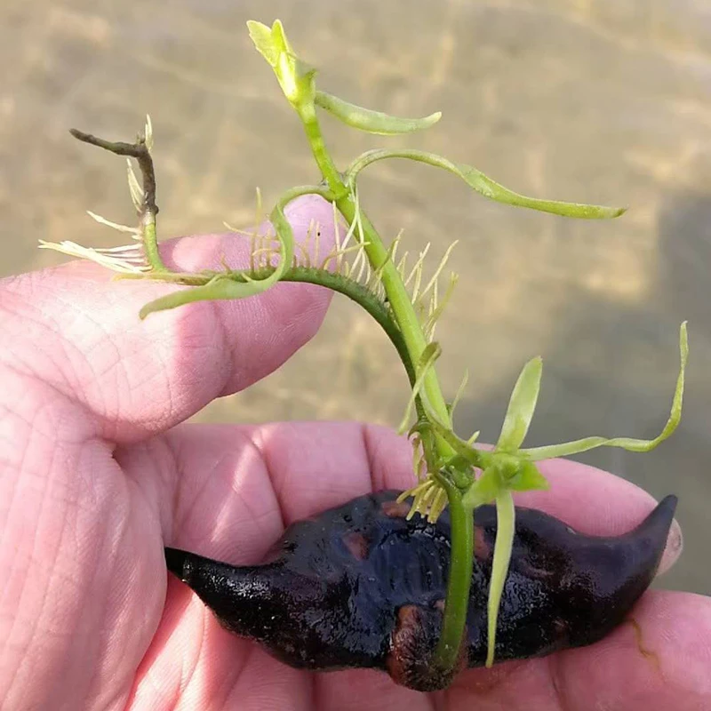 （现货苗）菱角种湖北洪湖大青种苗大菱角种苗水生高产菱角种子苗
