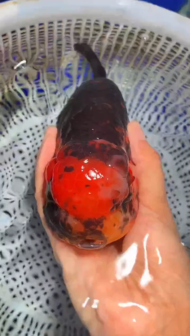 金鱼（运费自理，马印灯照射）福州追鱼兰寿金鱼
