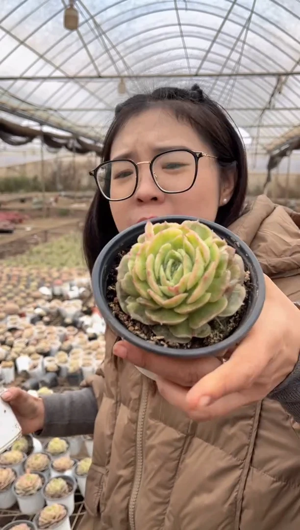 【闪购商品】34-昂斯诺石化带盆土5