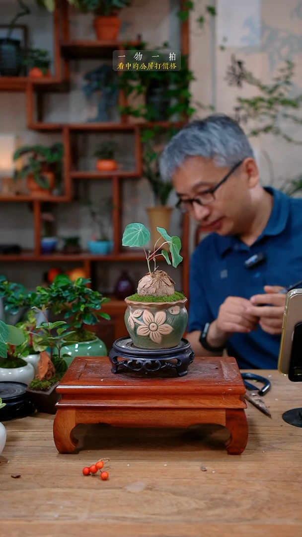 完全开放不开花植物037