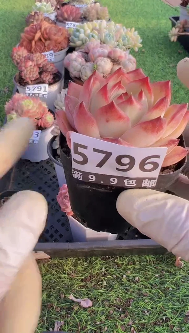 【闪购商品】信福多肉一物一拍