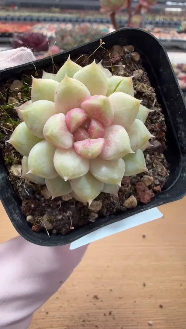 东云多肉园二店-63