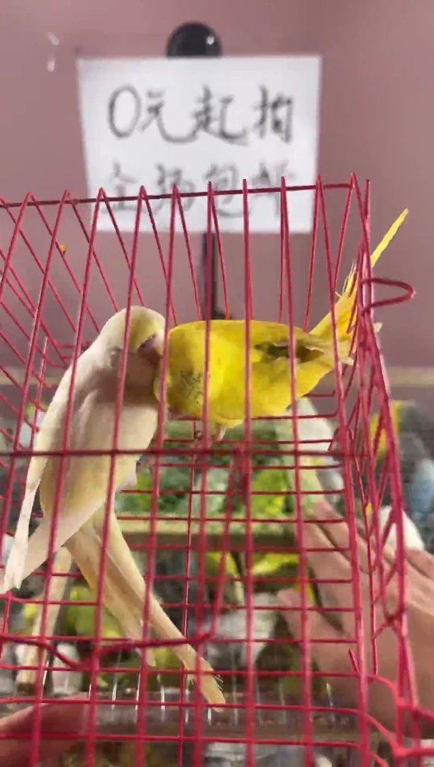 虎皮鹦鹉虎皮鹦鹉