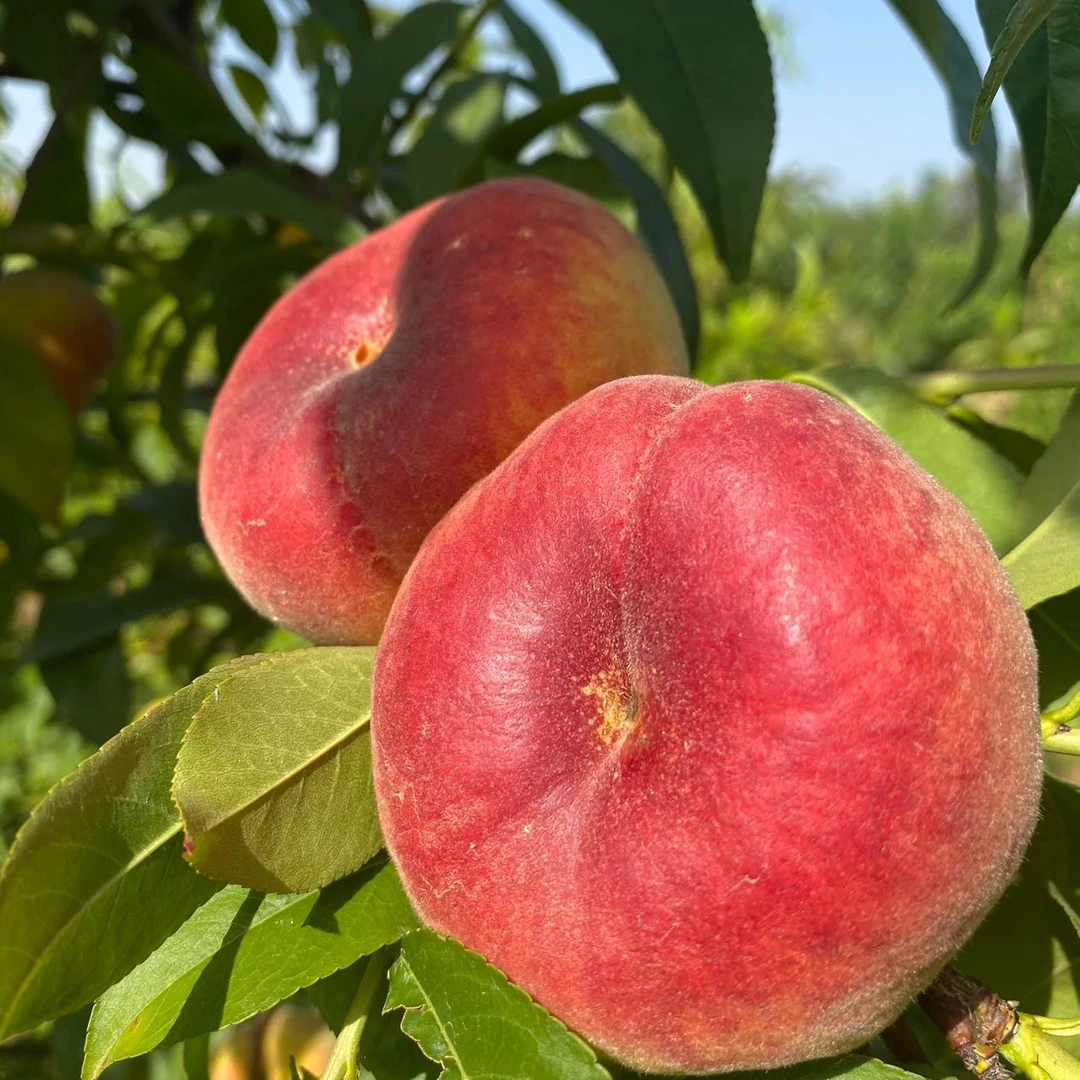 陕西爆甜彩虹毛蟠桃顺丰包邮