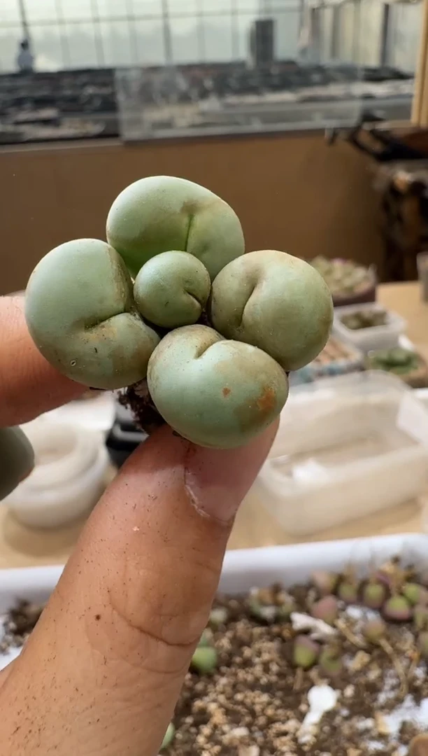 多肉植物肉锥4-281