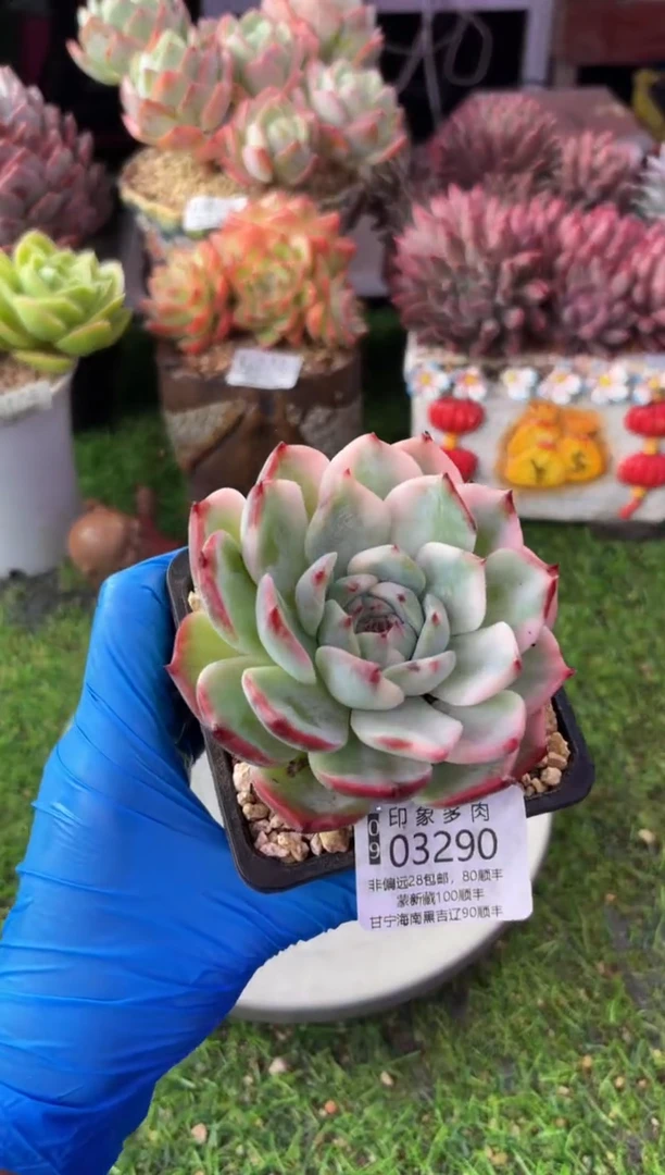 昆明印象多肉03290