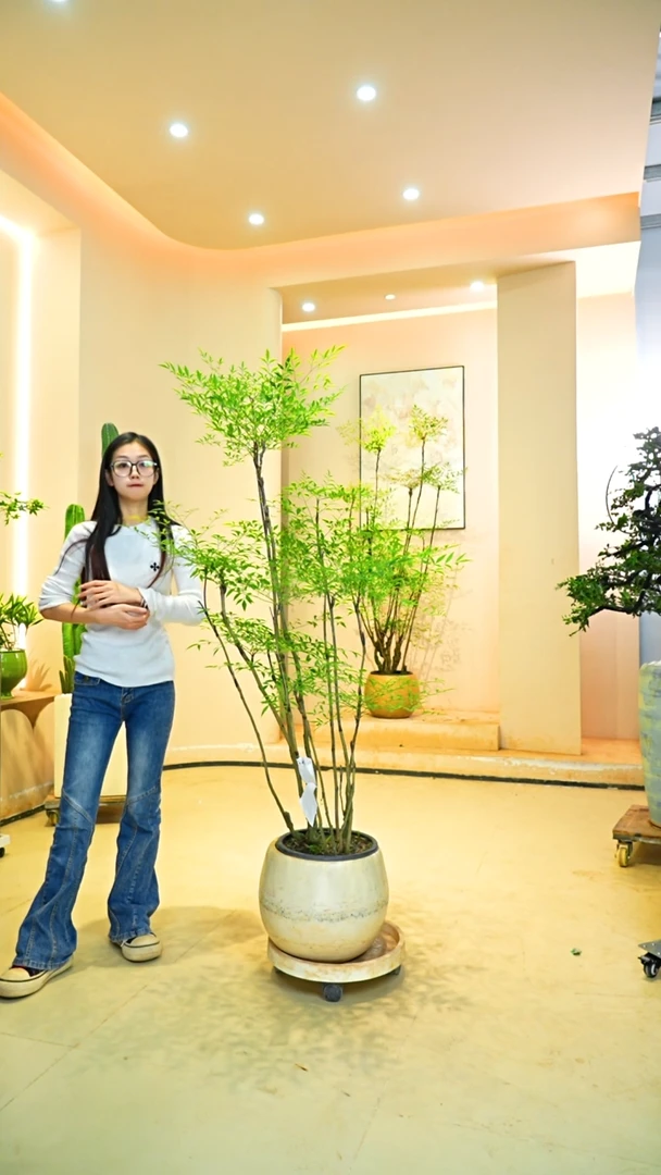 不开花植物小*粥南天竹