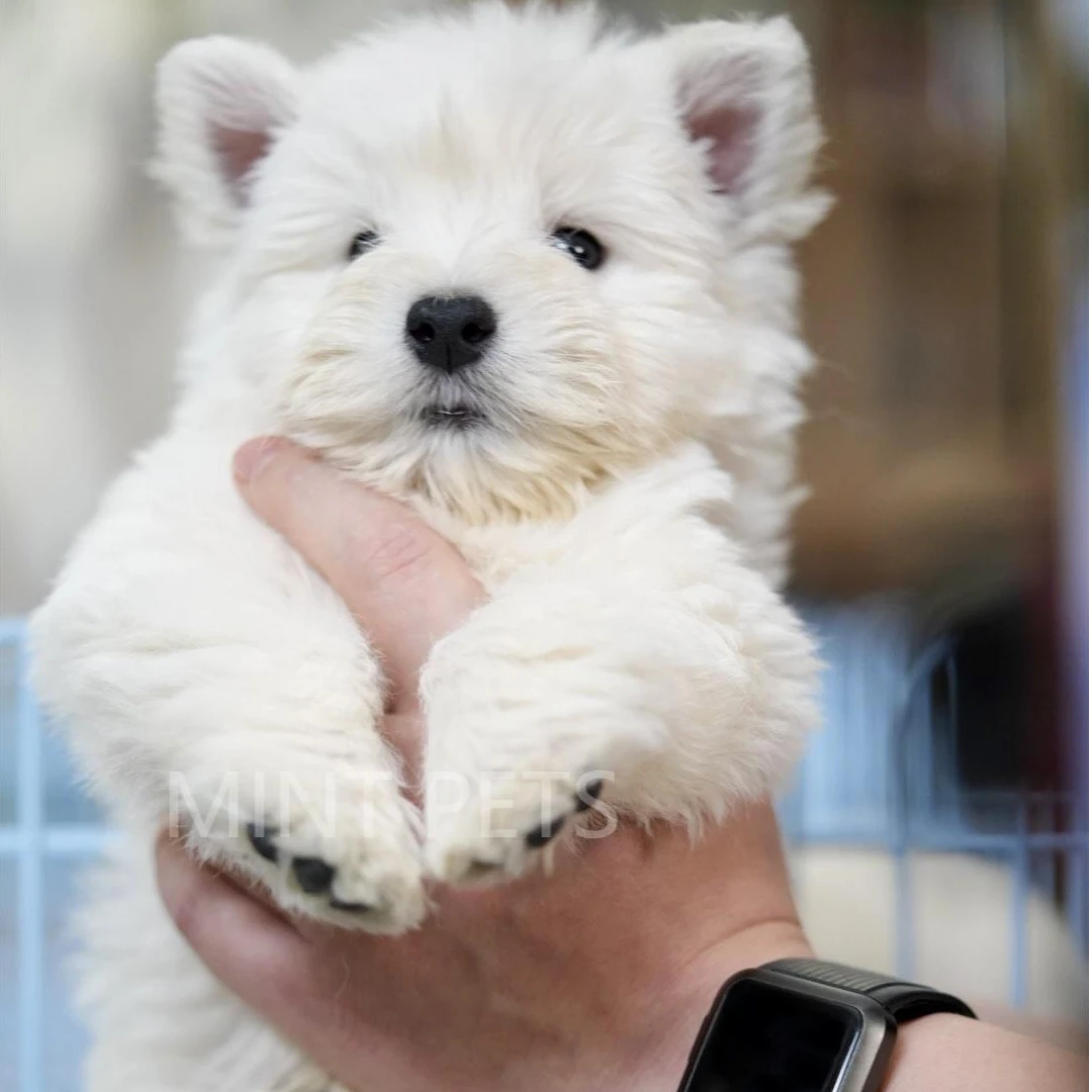 薄荷家西高地白梗犬小狗——预约链接
