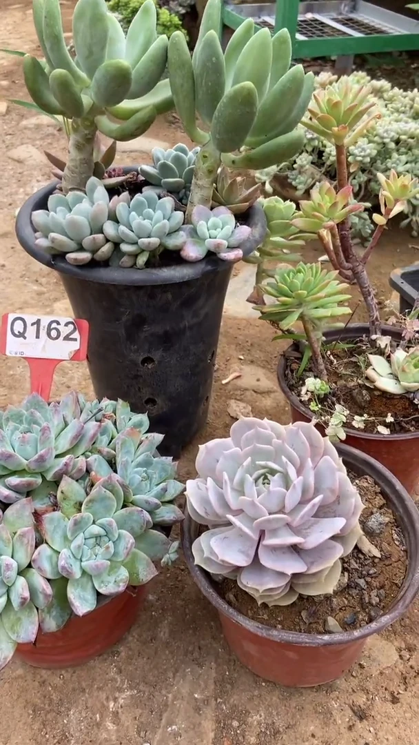 Q162多肉组合默认脱土发货