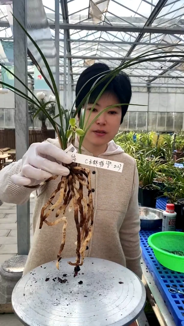 【闪购商品】玉林梅，信