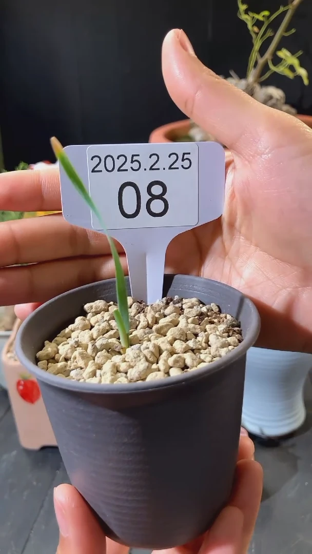 【闪购商品】巨风之卵宝宝2.25.8