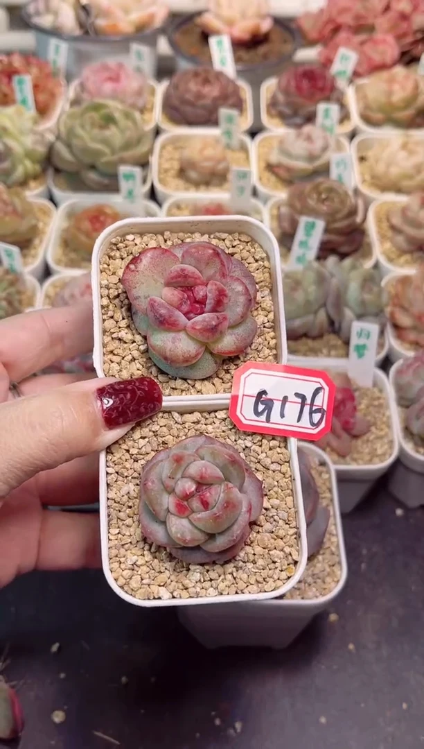 【闪购商品】G176克林姆林和姣猪