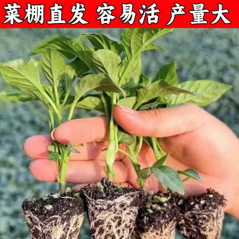 高产辣椒苗优质穴盘种苗螺丝椒番茄苗茄子苗秧苗阳台种植
