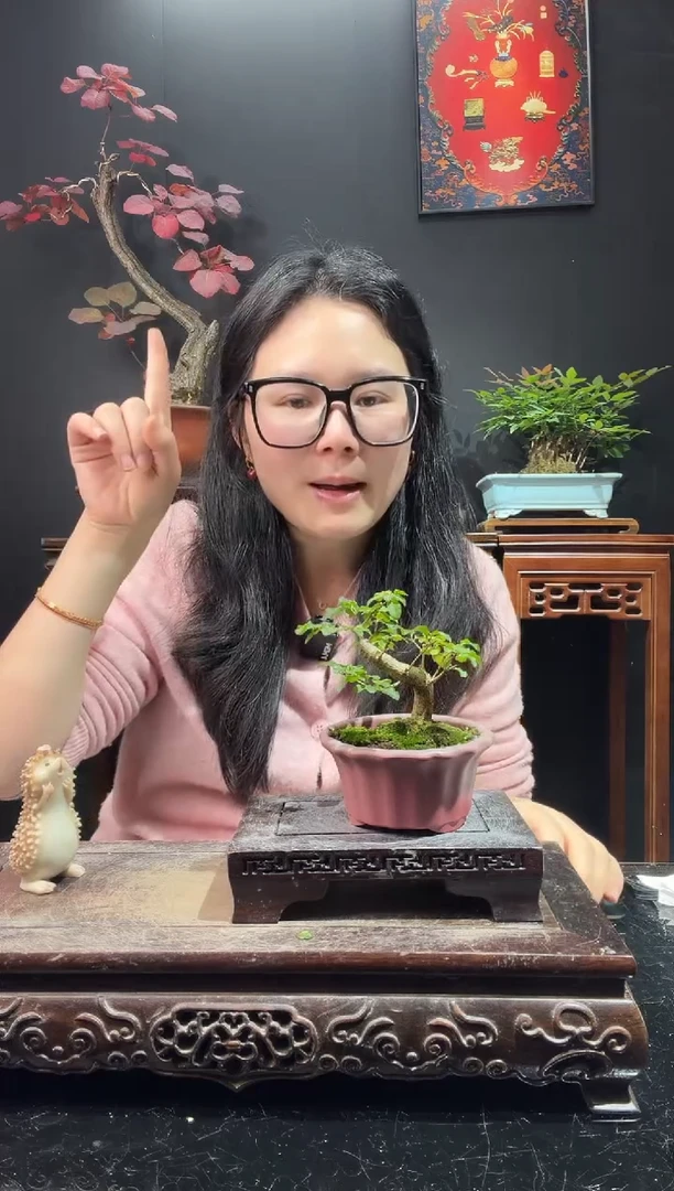 完全开放小叶女贞