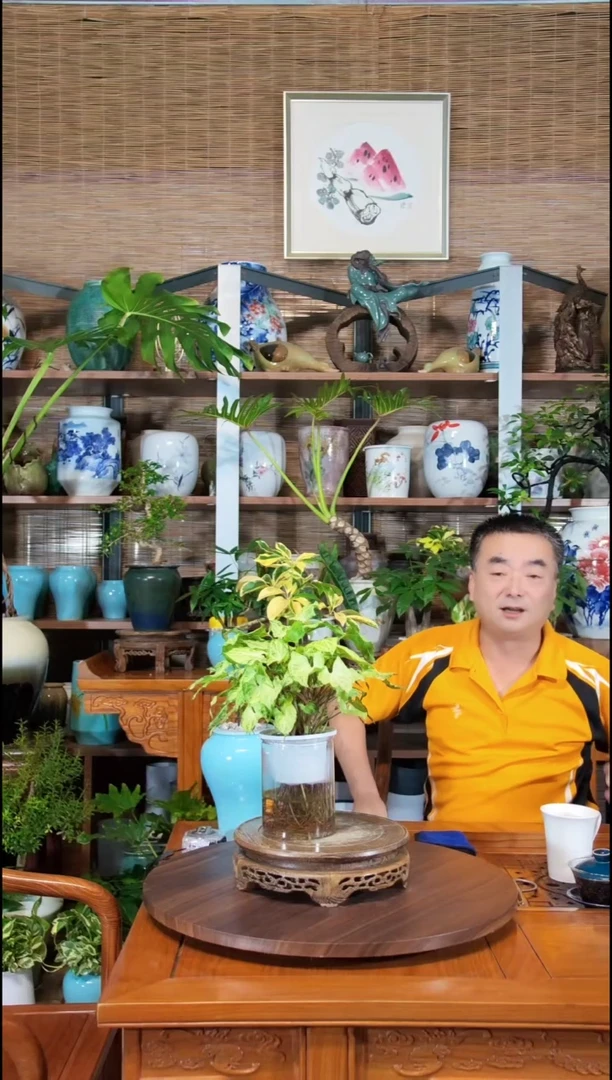 水之韵水培植物合果芋