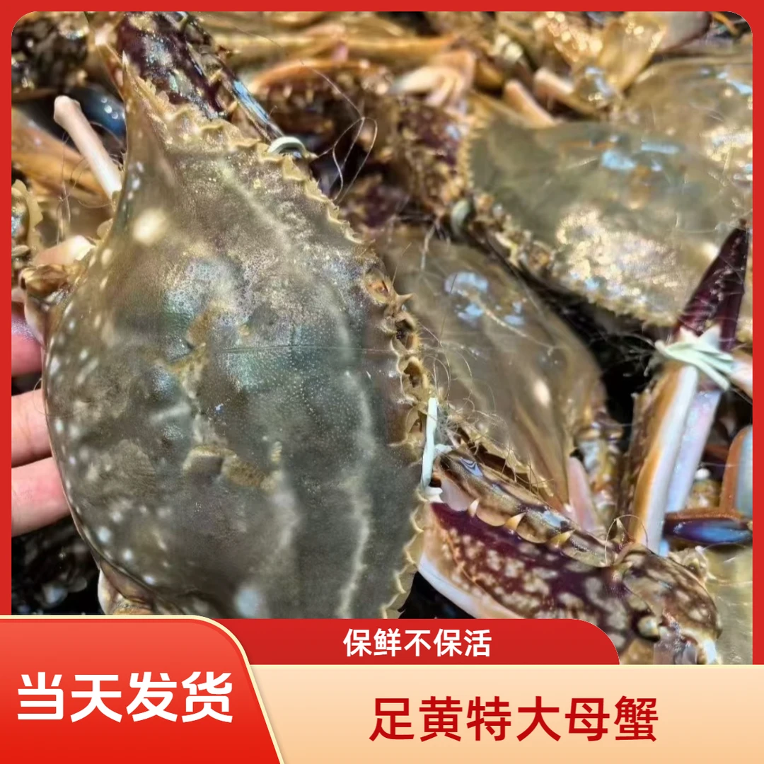 【足黄大母】【保鲜不保活】足黄大佬母蟹3-5斤 【单只6-8两】掉抓正常
