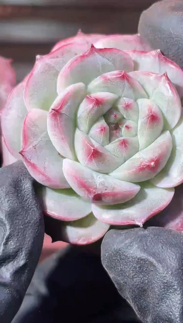 32-42 花卷海后3-4厘米量拍发一颗